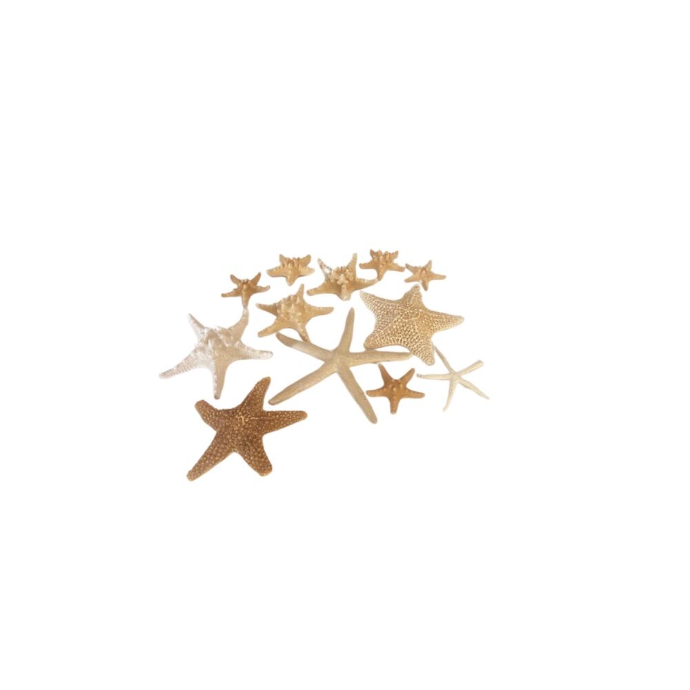 Lot of 12 Natural Dried Starfish & Sea Fan Coastal Beach Decor Set 3”-10”